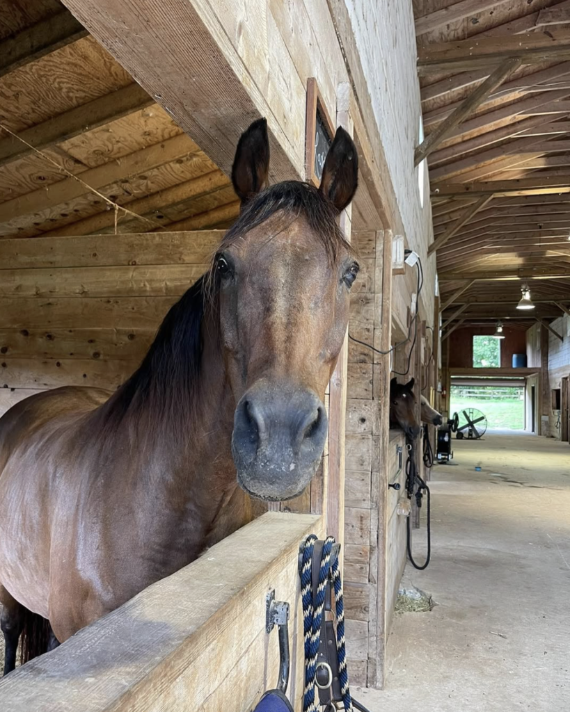Zorro’s Crossing Horse Sanctuary logo, a rescue horse sanctuary in Chattahoochee Hills GA