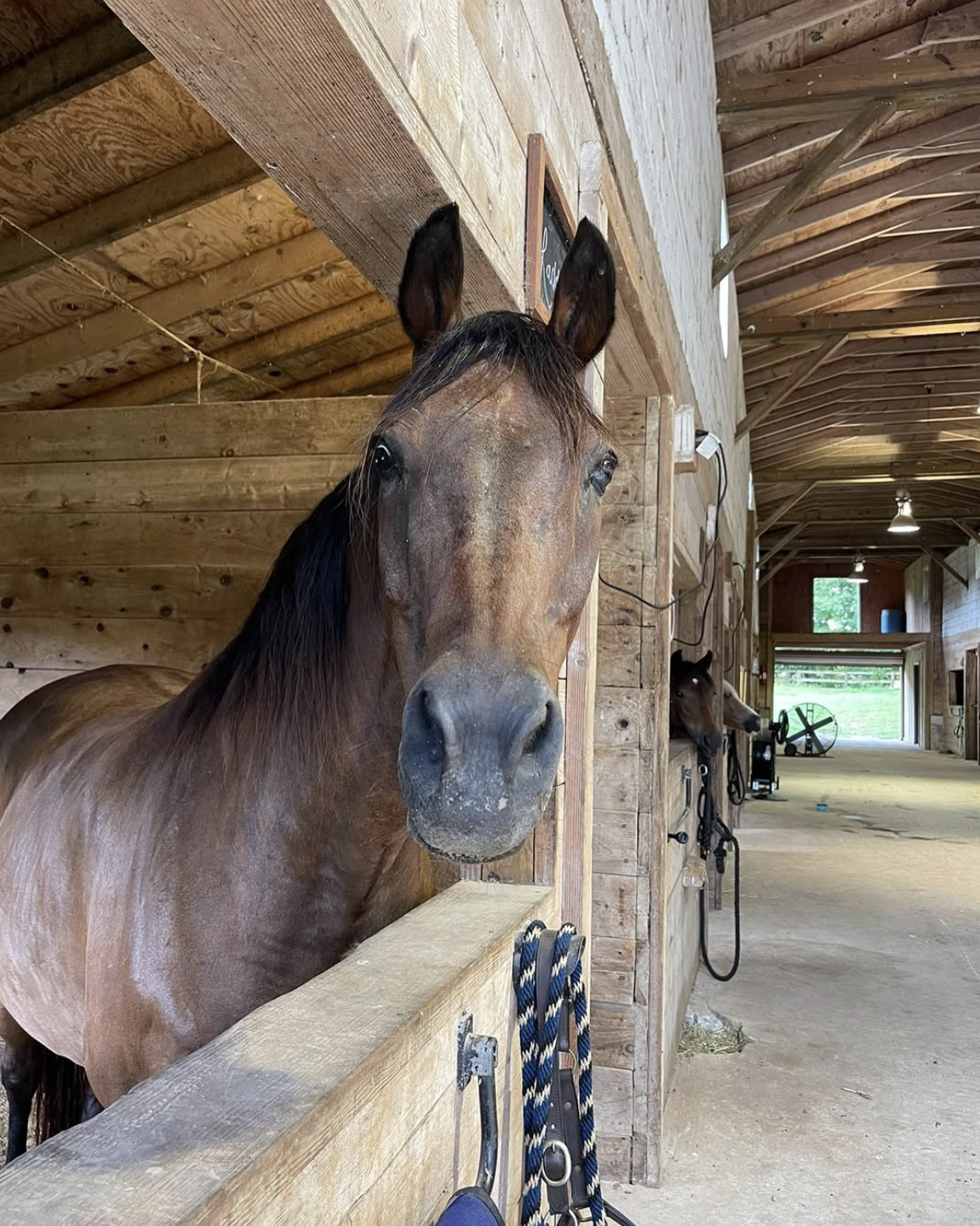 Zorro’s Crossing Horse Sanctuary logo, a rescue horse sanctuary in Chattahoochee Hills GA