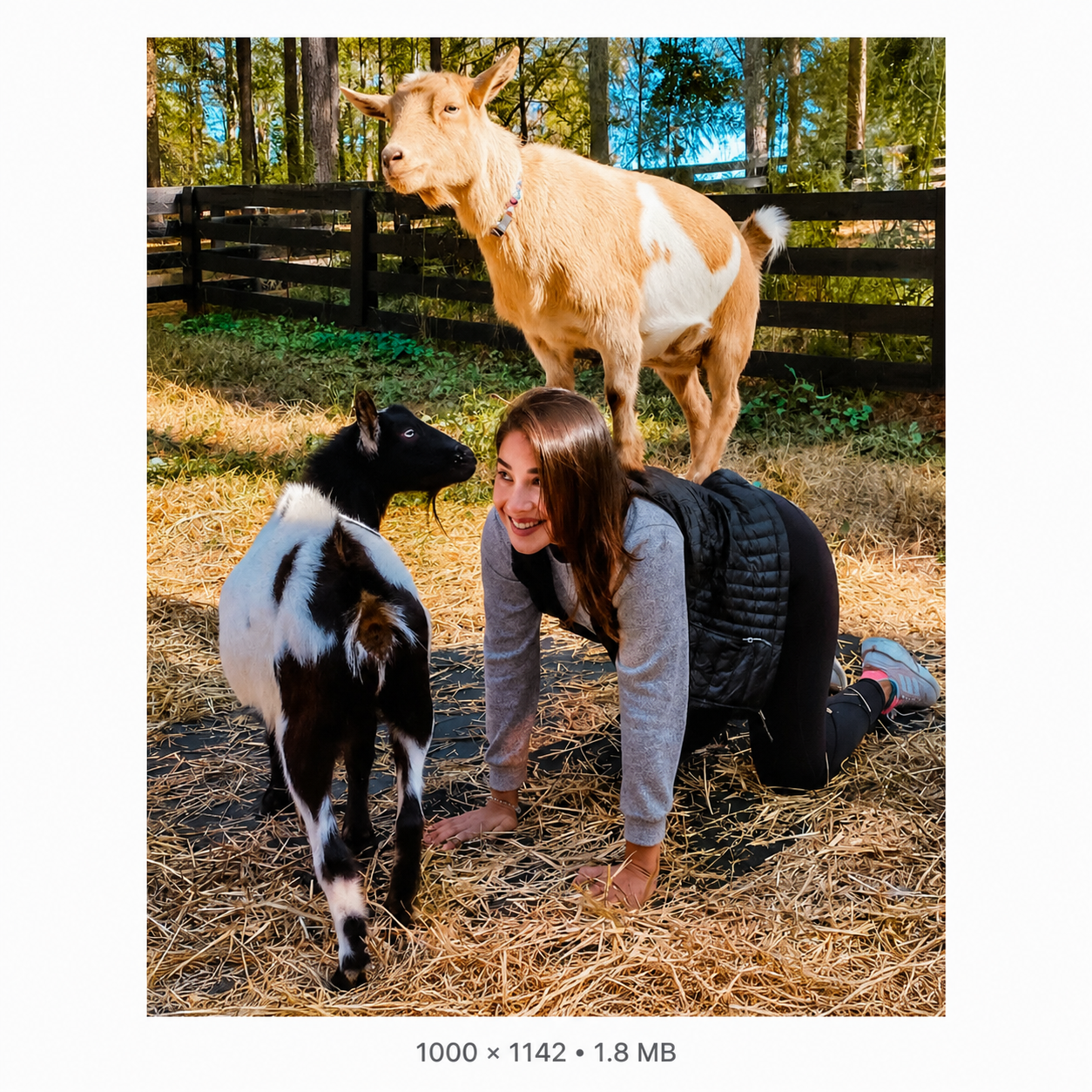 Woman practicing goat yoga with goats at Serenbe in Chattahoochee Hills, Georgia