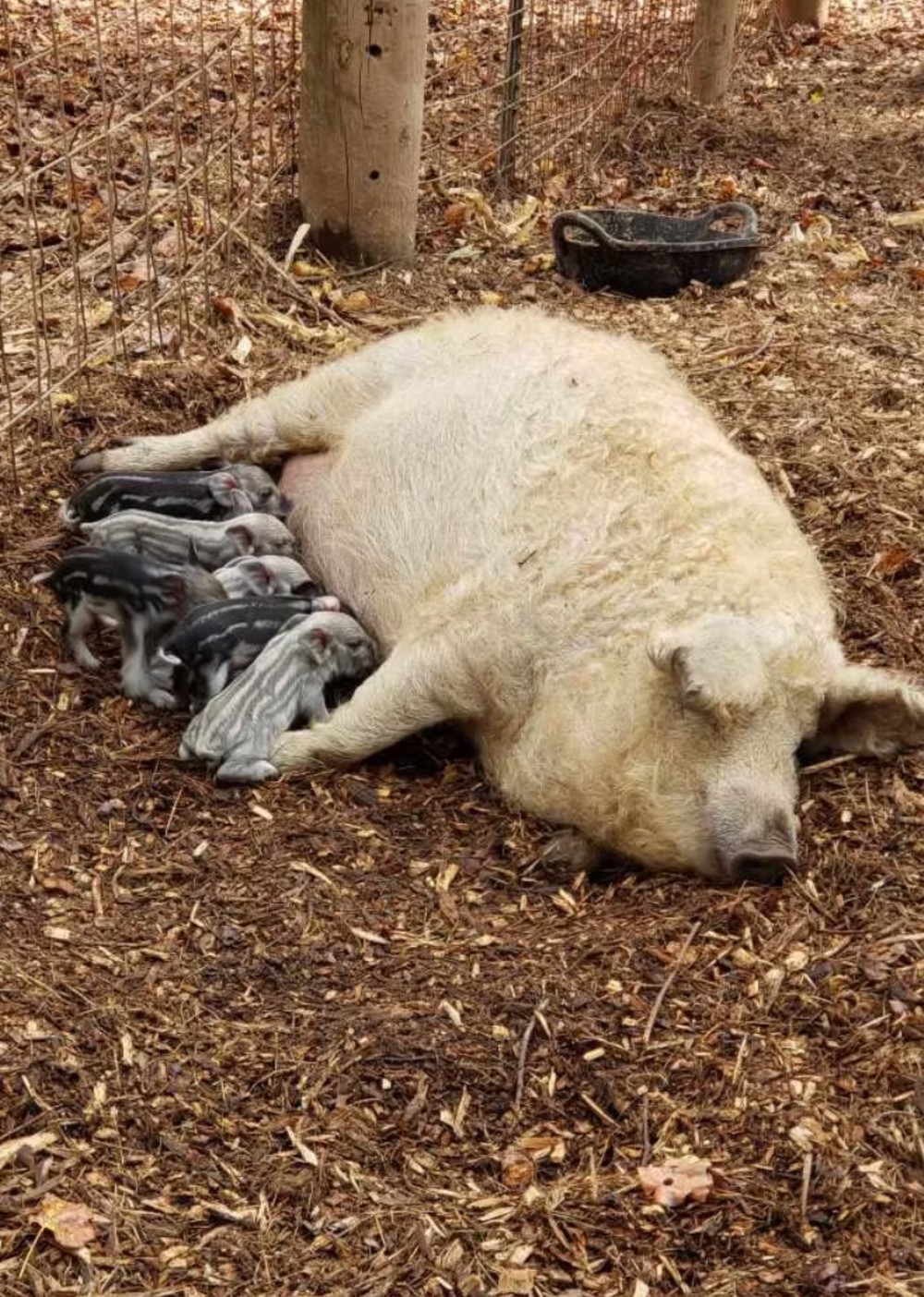 Royal Mangalitsa piglets at Saltz & Peppa Pork farm in Chattahoochee Hills